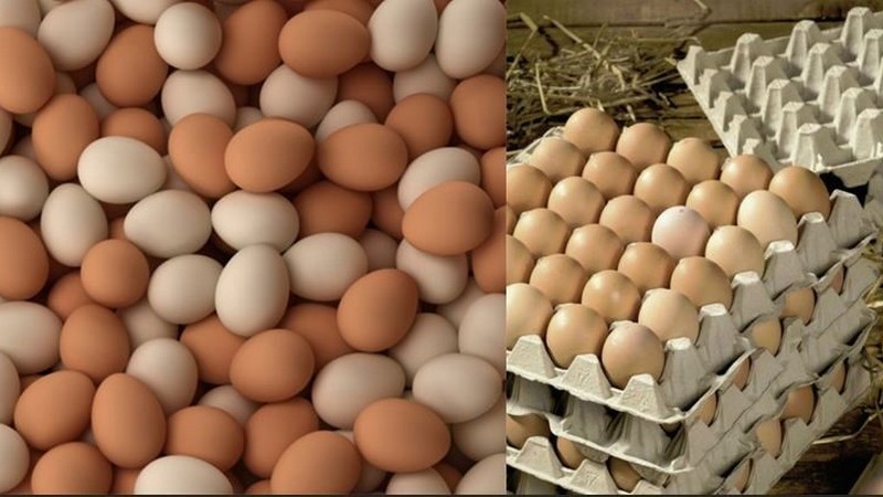 Trứng cũng là loại thực phẩm phổ biến và nhiều chất dinh dưỡng